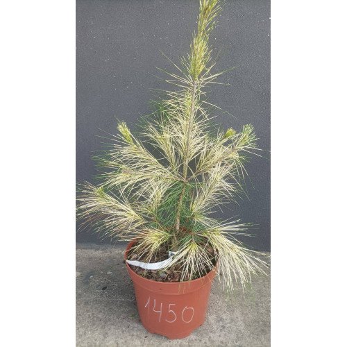 Сосна Burke's Red Variegated продам саджанець, висота 30-40 см, продам сосну Бьоркс Ред Варієгейтед