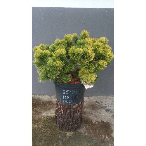 Сосна Офір продам саджанець, діаметр крони 60 см, продам саджанець сосни Ophir