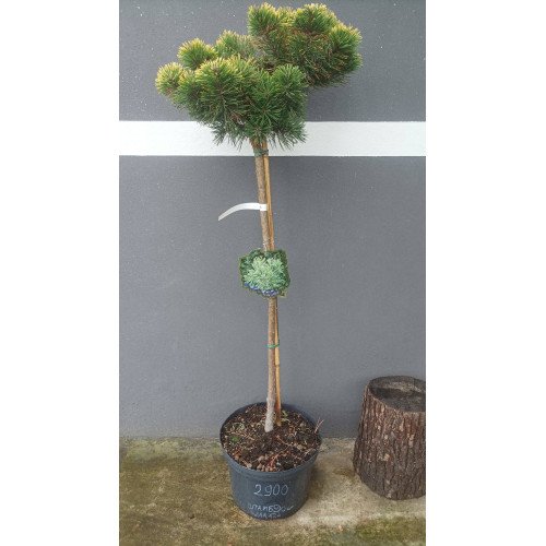 Сосна Оранж Себастьян на штамбі, загальна висота 120 см, продам сосну Orange Sebastian