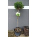 Продам сосну Ватнонг на штамбі висотою 80 см, продам саджанець сосни Watnong