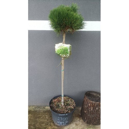 Продам сосну Ватнонг на штамбі висотою 80 см, продам саджанець сосни Watnong