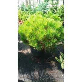 Продам саджанець сосни Бенілюкс, висота 35 см, продам сосну Benelux