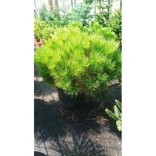 Продам саджанець сосни Бенілюкс, висота 35 см, продам сосну Benelux