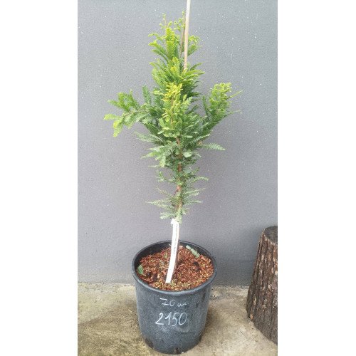 Таксодіум Пів Мінарет продам саджанець, висота 70 см, продам таксодіум Peve Minaret