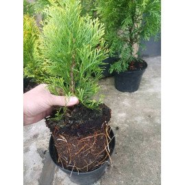 Туя Gold Smaragd продам саджанець, висота 30 см, продам тую Gold Smaragd