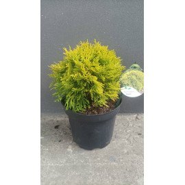 Туя Міріам продам саджанець, висота 10-20 см, продам саджанець туї Mirjam