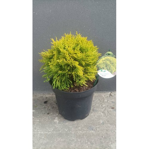 Туя Міріам продам саджанець, висота 10-20 см, продам саджанець туї Mirjam