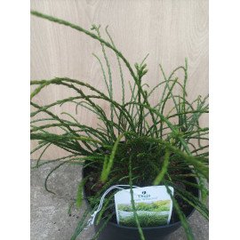 Туя Віпкорд продам саджанець, Висота 20-30 см, продам тую Whipcord