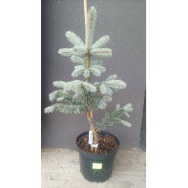 Ялина Хупсі продам саджанець, висота 50-60 см, продам ялину Hoopsii