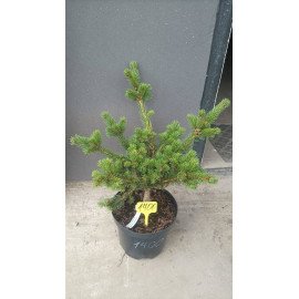 Ялина Лакі Страйк продам саджанець, висота 40-50 см, продам ялину Lucky Strike