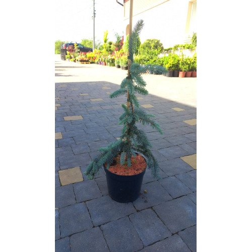 Ялина Зе Блюз продам саджанець, висота 60 см, продам саджанець ялини The Blues