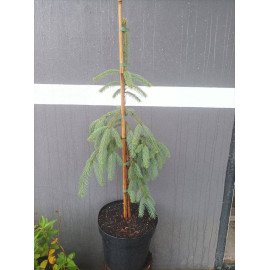 Ялина Глаука Пендула продам саджанець, висота 70-85 см, продам ялину колючу Glauca Pendula