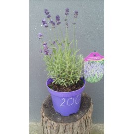 Лаванда вузьколистна Blue Scent, Lavandula angustifolia Blue Scent