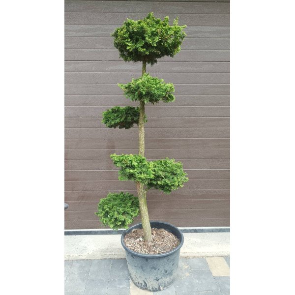 Продам нівакі з кипарисовика Нана Грациліс, висота 150 см, продам нівакі з кипарисовика Nana Gracili