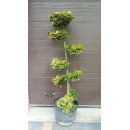 Продам нівакі з туї Ауреа Нана, висота 140 см, продам нівакі з туї Aurea Nana