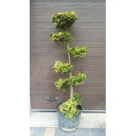 Продам нівакі з туї Ауреа Нана, висота 140 см