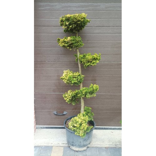 Продам нівакі з туї Ауреа Нана, висота 140 см, продам нівакі з туї Aurea Nana