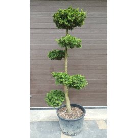 Продам нівакі з кипарисовика Нана Грациліс, висота 150 см