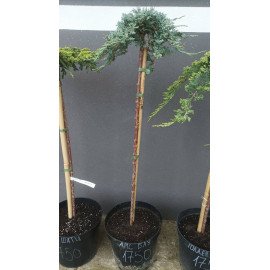 Продам ялівець Айс Блю на штамбі, продам саджанець ялівця Icee Blue штамбова форма