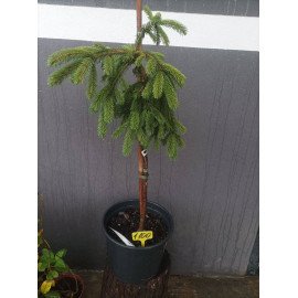 Ялина енгельмана Буш Лейс продам саджанець, висота 70-80 см, продам ялину Bush's Lace