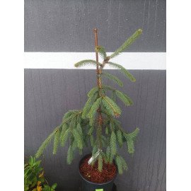 Ялина енгельмана Глаука продам саджанець, висота 70-80 см, продам ялину енгельмана Glauca