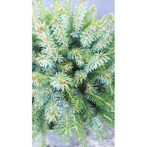 Ялина сербська Нана продам саджанець, горщик С7.5, продам ялину сербську Nana