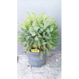 Ялина сербська Нана продам саджанець, горщик 5л, продам саджанець ялини Nana