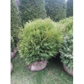 Туя Літтл Чемпіон продам саджанець, діаметр 50-60 см, продам саджанець туї Little Champion