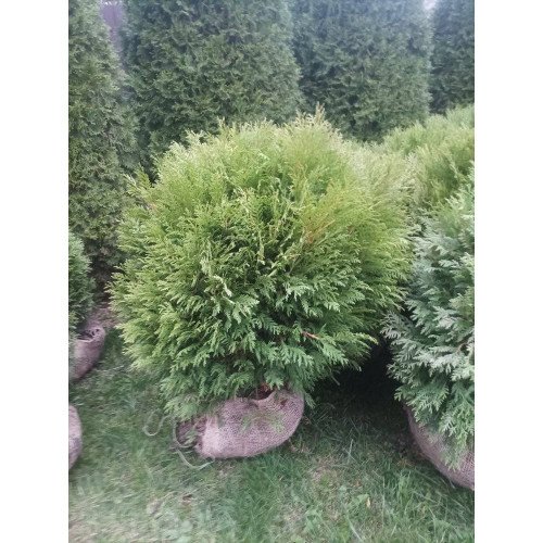 Туя Літтл Чемпіон продам саджанець, діаметр 50-60 см, продам саджанець туї Little Champion