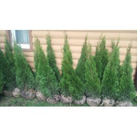 Туя Смарагд продам саджанець, висота 170 см, продам тую Smaragd