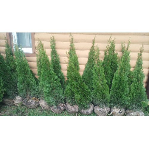 Туя Смарагд продам саджанець, висота 170 см, продам тую Smaragd