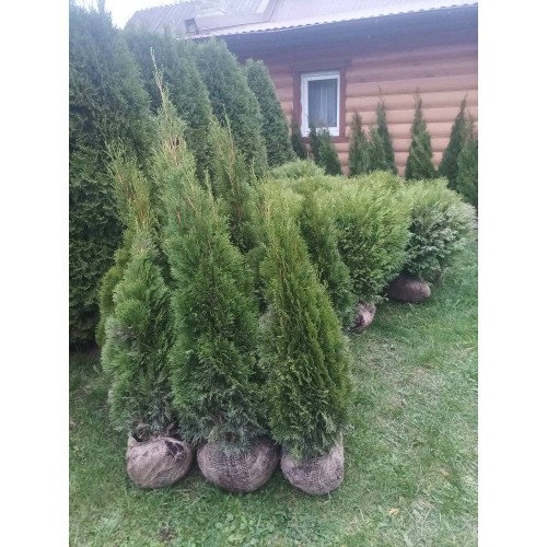 Туя Смарагд продам саджанець, висота 140-155 см, продам тую Smaragd