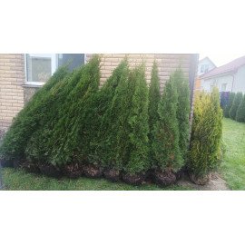 Туя Смарагд продам саджанець, висота 200 см, продам тую Smaragd