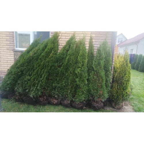 Туя Смарагд продам саджанець, висота 200 см, продам тую Smaragd