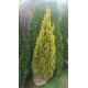 Туя Gold Smaragd продам саджанець, висота 145-155 см, продам тую Gold Smaragd