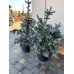 Ялина Олденбург продам саджанець, висота 110см+, продам ялину Oldenburg