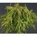 Купити Туя складчаста Kagers Beauty 1850 грн.