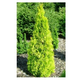 Туя Gold Smaragd продам саджанець, висота 30 см, продам тую Gold Smaragd